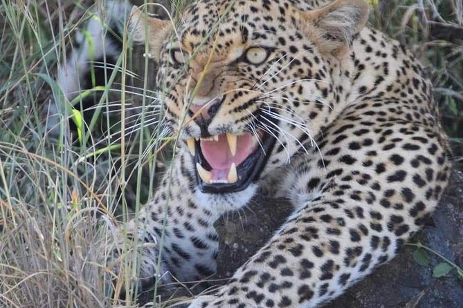 2 Days Budget Mid Range Safari Tour Tanzania - Tour Highlights