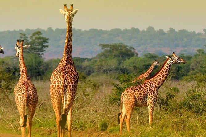 2 Days Kigali and Wildlife Tour in Akagera Rwanda - Tour Details