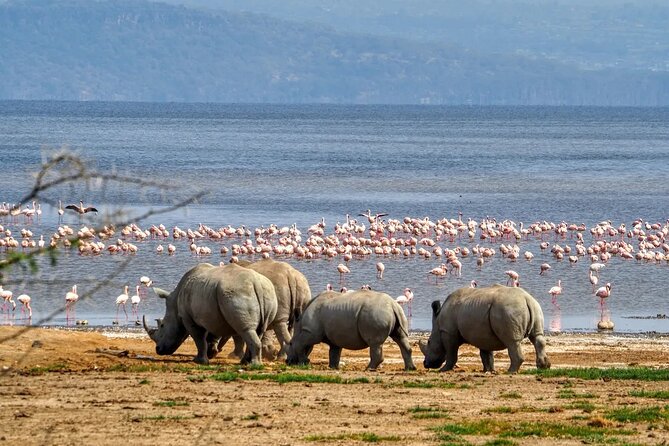 2 Days Lake Nakuru National Park Safari Tour - Accommodation Details