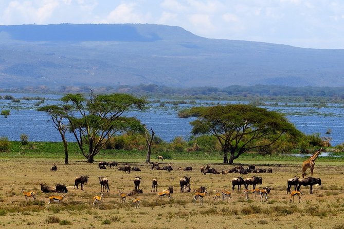 2 Days Lake Nakuru National Park Standard Safari - Pickup Information