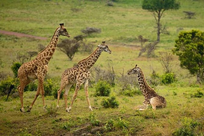 2 Days Luxury Lodge Safari To Tarangire / Lake Manyara & Ngorongoro Crater - Safari Activities