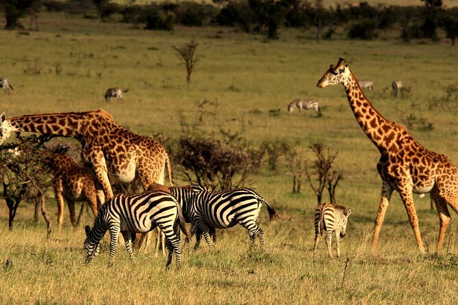2 Days Maasai Mara National Reserve Private Safari From Nairobi - Pickup Information
