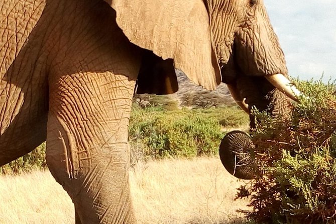 2-Days Mikumi National Park Safari - Pickup and Logistics
