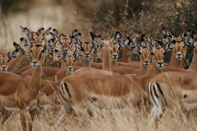 2 Days Mikumi National Park Tour - Tour Overview