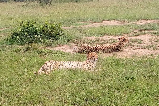 2 Days Private Safari in Samburu National Park From Nairobi