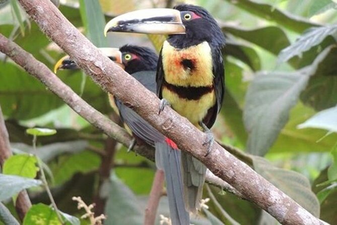 2 Days Private Tour to Mindo With Adventures and Birdwatching - Tour Overview