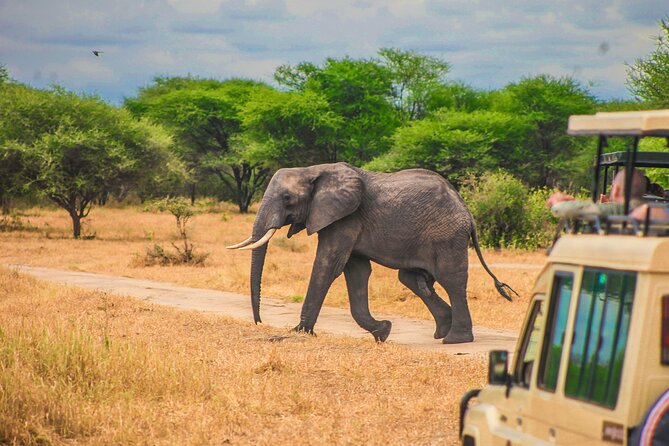 2 Days Safari to Ngrongoro Crater and Trangeri From Znzibar - Traveler Requirements