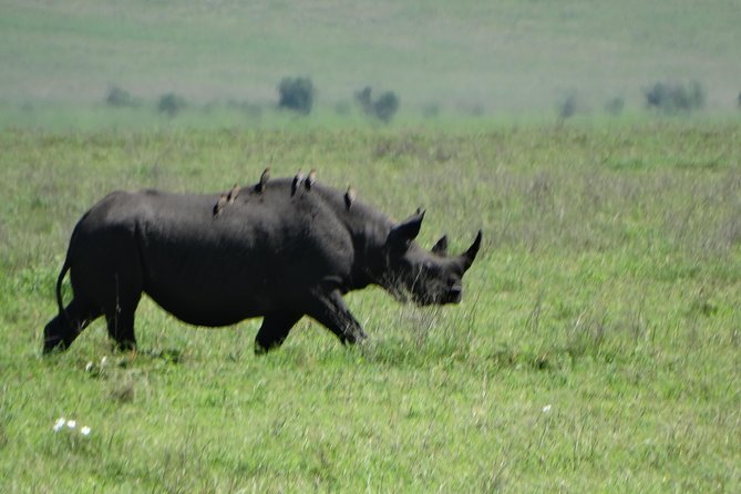 2 Days Safari to Tarangire NP & Ngorongoro Crater From Arusha - Inclusions and Exclusions