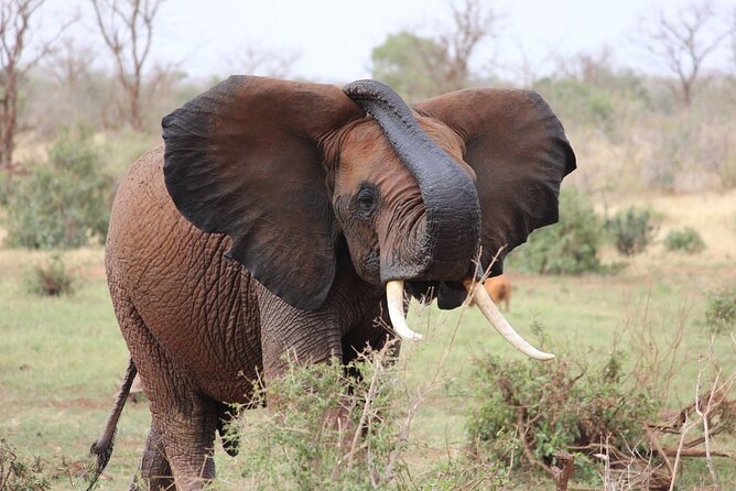2 Days Taita Hills Conservancy Tour - Pickup Details