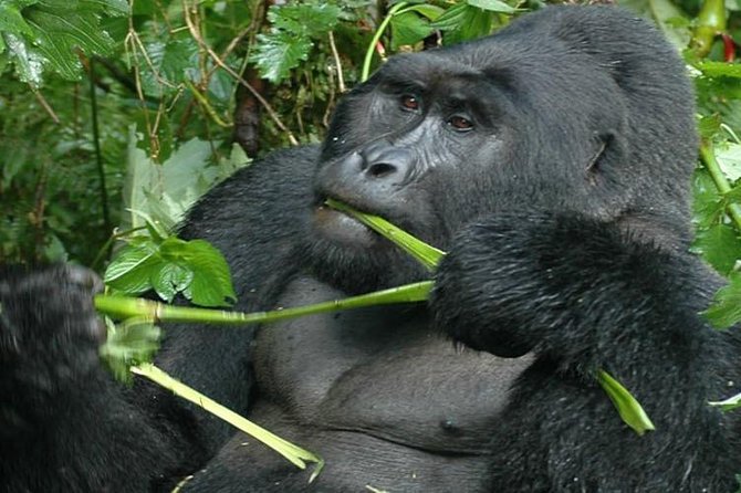 2 Days Uganda Gorilla Trekking From Kigali