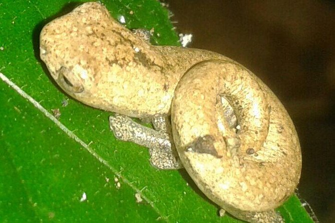 2 Hour Night Hike Tour-Amazing Nocturnal Creatures in Drake Bay - Tour Details