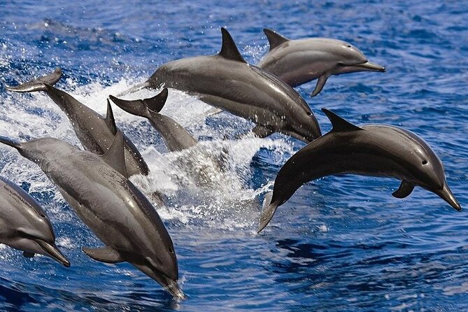 2 Hours Dolphin Watching Cruise in Muscat