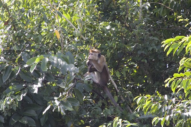 2 Hours Lagoon Tour to Monkey Island - Duration and Schedule