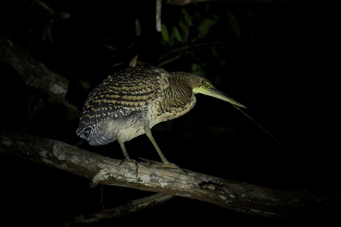 2 Hours of Night Boat Experience Through the Mangroves