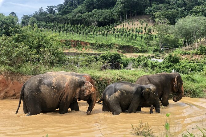 2 Hours Phuket Ethical Elephant Nature Park Visit - Inclusions and Pickup Points