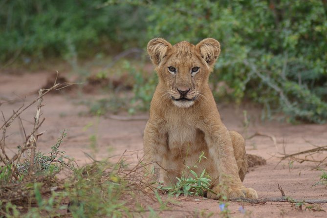 3-Day Big 5 Wildlife Experience in the Giraffe Paradise - Day 1: Safari Beginnings