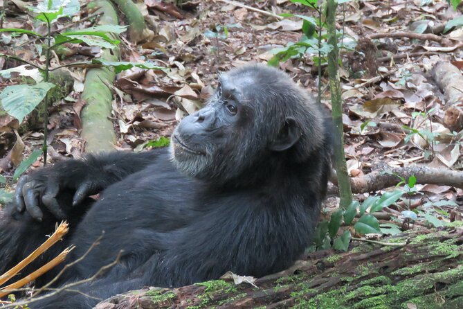 3-Day Chimpanzee Trekking Safari in Kibale Forest