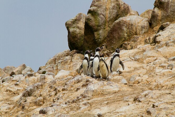 3-Day Classic Paracas Tour Package