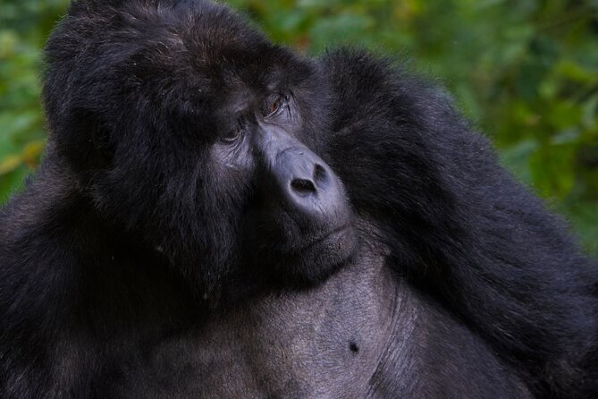 3-Day Gorilla &Golden Monkeys Experience - Tour Details