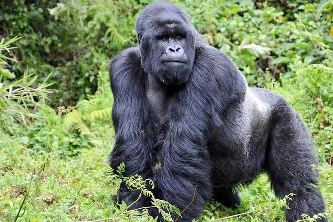3 Day Gorilla Trekking Budget Safari at Bwindi National Park - Tour Overview