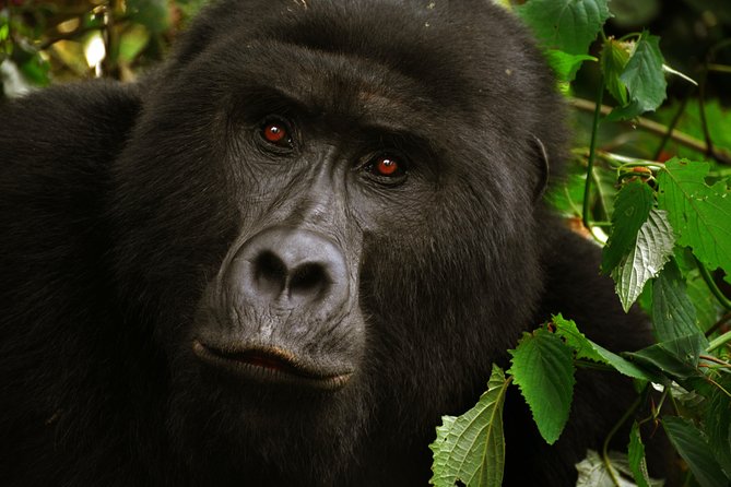 3-Day Gorilla Trekking in Bwindi National Park With Full Board - Accommodation Details