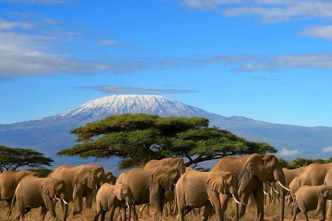 3-Day Private Amboseli/Mt. Kilimanjaro Safari (LUXURY)