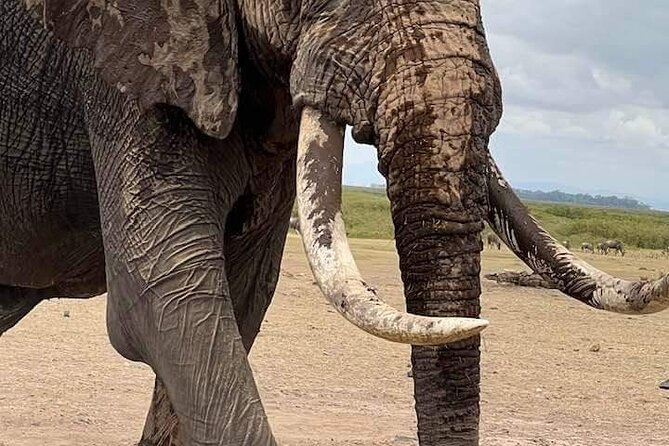 3 Day Private Guided Tour Safari Tsavo East and West in Malindi