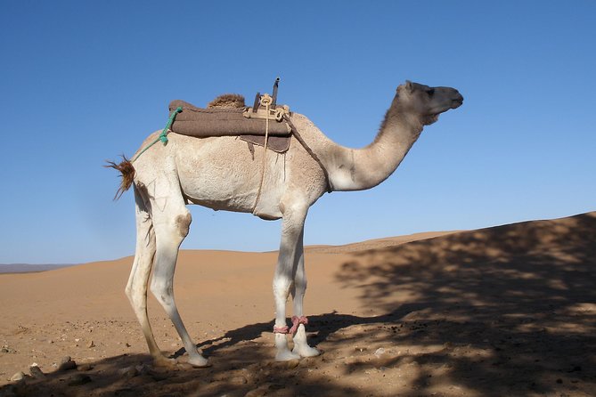 3-Day Private in the Moroccan Desert, From Marrakech to the Dunes of Erg Chigaga