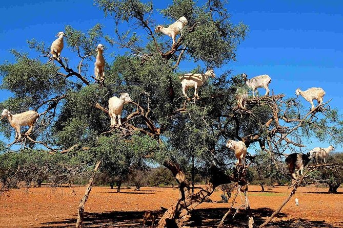 3-Day Private Tour of the Atlantic Coast From Agadir
