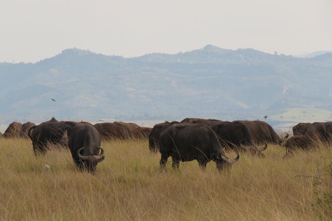 3-Day Queen Elizabeth Park Wildlife Safari Plus Chimp Trekking