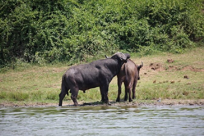 3-Day Safari in Queen Elizabeth National Park Uganda From Kampala