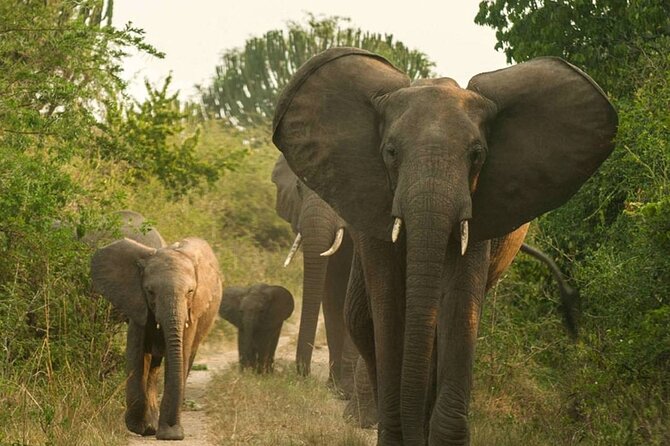 3 Day Safari Tour of Queen Elizabeth National Park in Uganda - Tour Itinerary