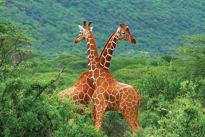 3 Day Samburu Safari - Safari Overview