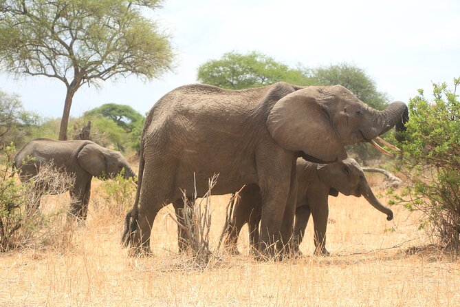 3-Day Tour in Manyara, Ngorongoro, Tarangire With Night Safari - Itinerary Overview