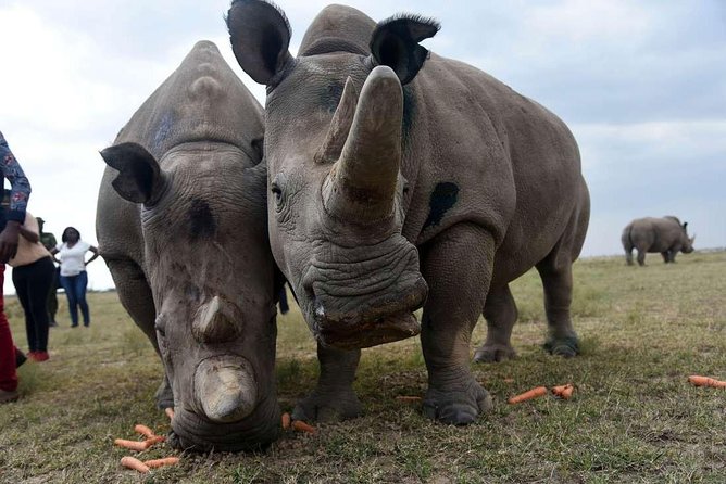3 Days 2 Nights Masai Mara Joining Safari From Nairobi
