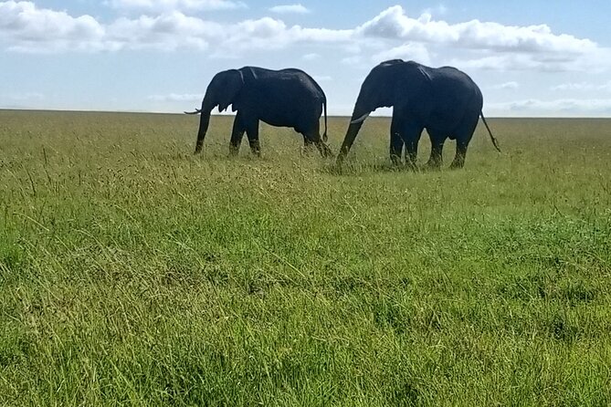3 Days, 2 Nights Masai Mara Kenya Safari From Nairobi
