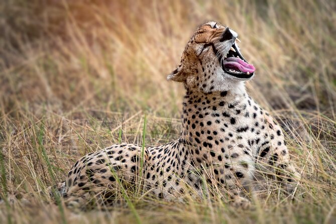 3 Days 2 Nights Safari Adventure in Nairobi