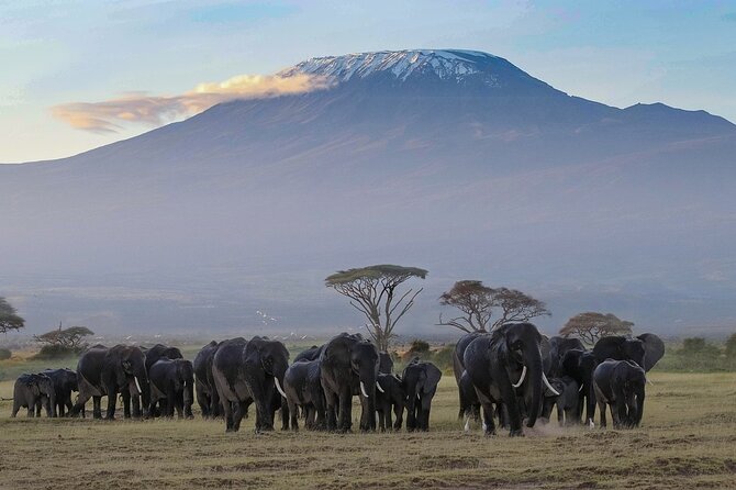3 Days 2 Nights Safari to Amboseli From Nairobi