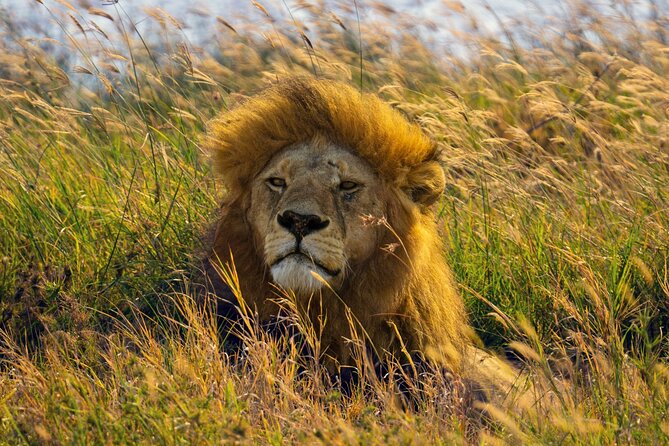3 Days Amboseli and Tsavo West National Park Safari From Nairobi - Booking and Availability Information