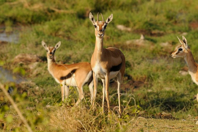 3 Days Amboseli & Tsavo East Jeep Safari From Diani (Min 2 Pax)