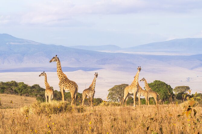 3 Days Group Safari Serengeti & Ngorongoro - Pickup Logistics