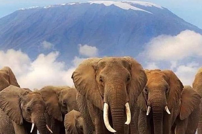 3 Days Kilimanjaro & Tsavo Special Safari