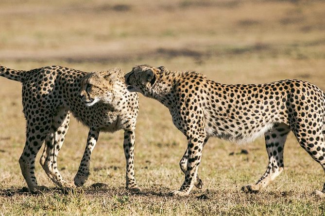 3 Days Masai Mara Budget Camping Safari Packages - Itinerary Overview