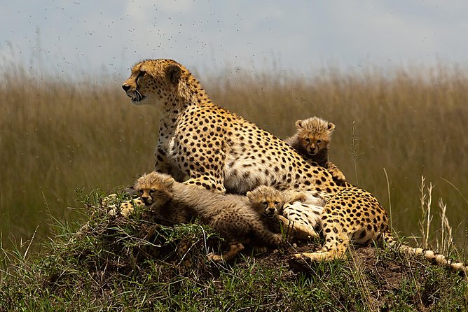 3-Days Masai Mara Group Joining Safari – Daily Departures