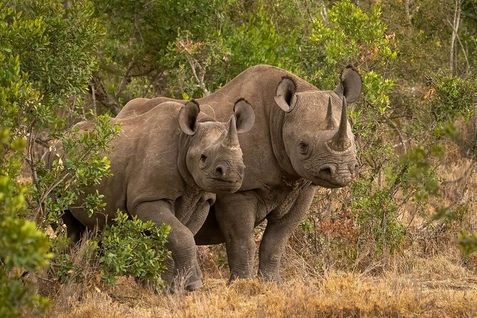 3 Days Masai Mara Joining Safari - Transport Details