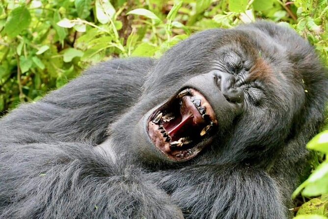 3 Days Mountain Gorilla Tracking