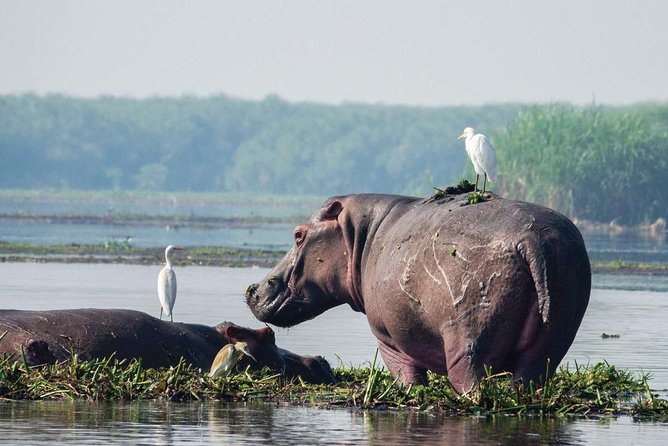 3 Days Murchison Falls Safari - Wildlife Viewing Opportunities