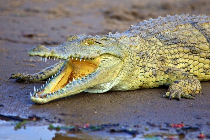 3 Days Nyerere National Park Private Safari - Booking Information and Price Details