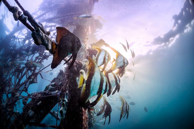 (3 Days) PADI Open Water Diver Course Kota Kinabalu - Inclusions and Exclusions