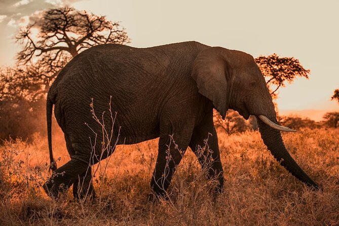 3 Days Private Classic Mid Range Serengeti Safari - Itinerary Highlights